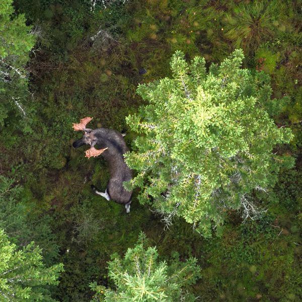 Bild på en älg i skogen fotad med drönare