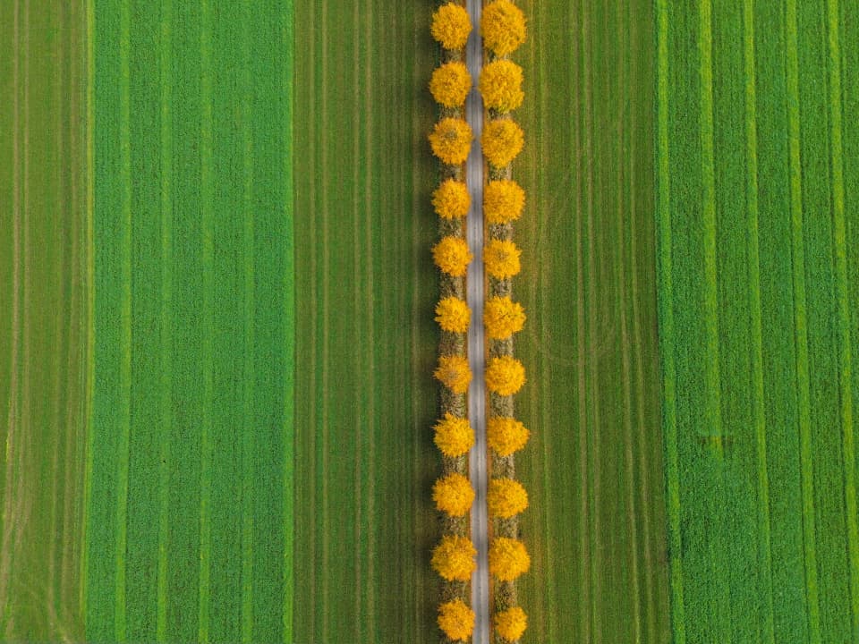 En rak väg kantad av träd med gyllene löv löper genom gröna fält, sett från ovan.