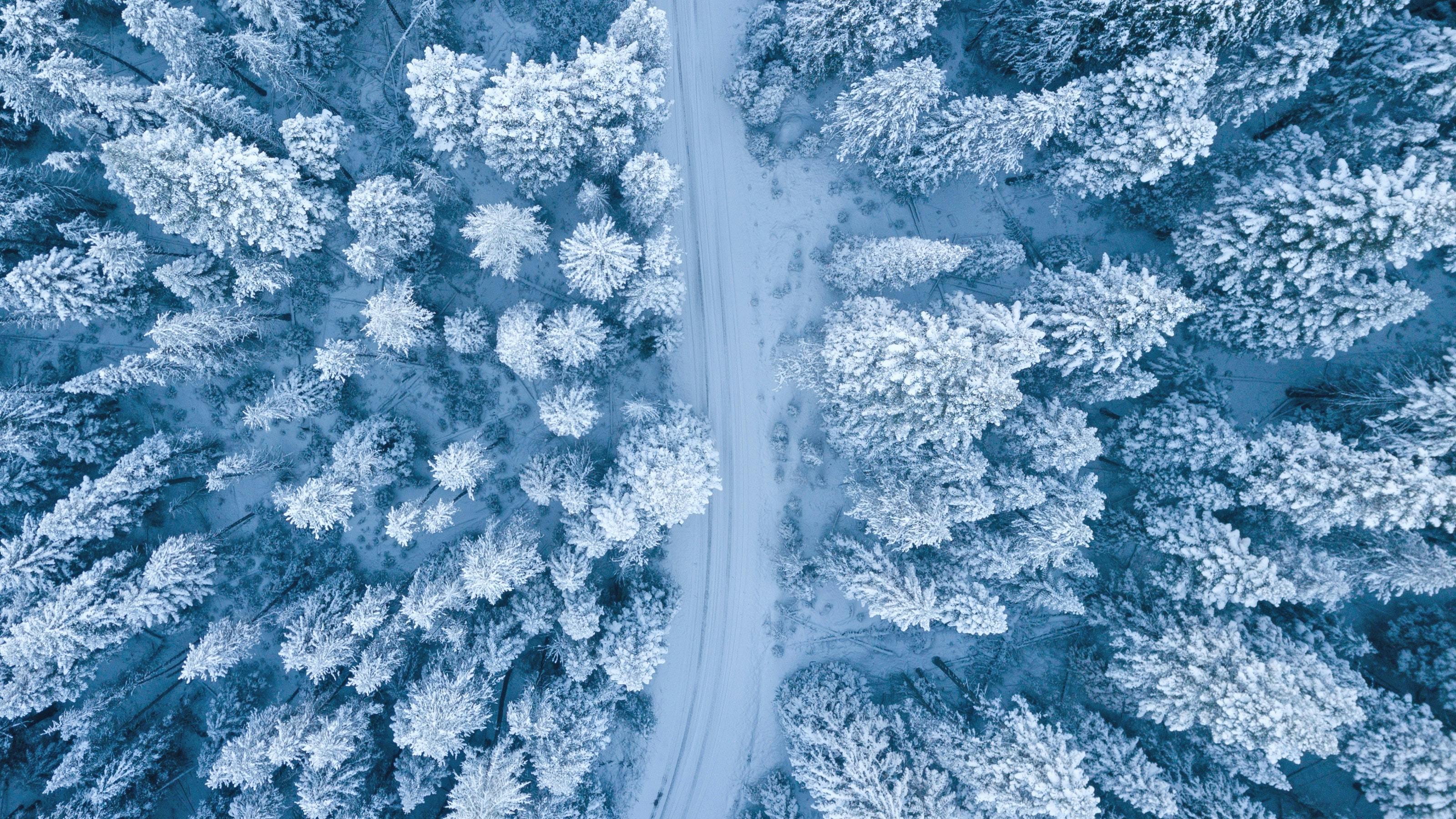 forest snow from drone