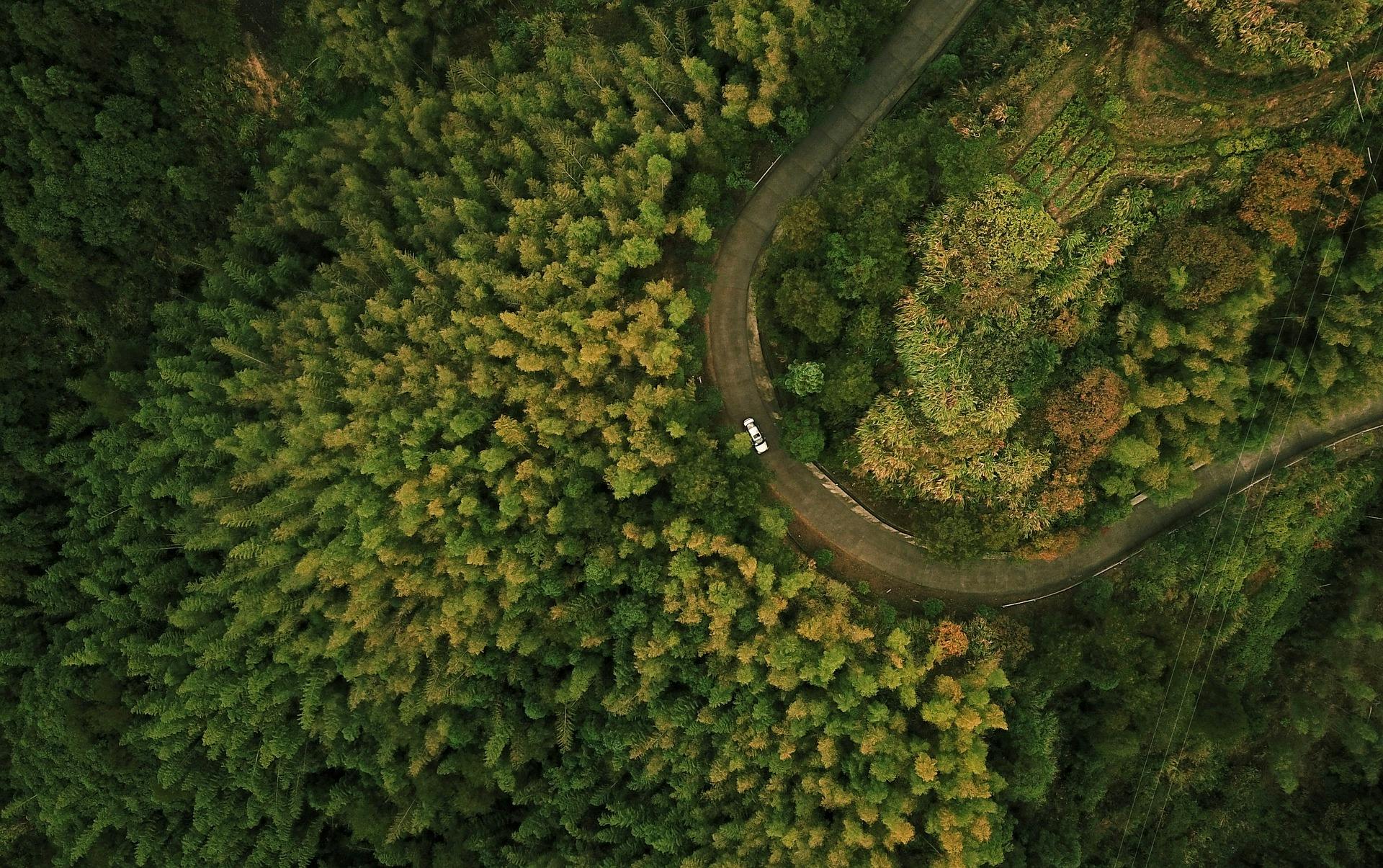 Skog tagen med drönare - Image by will zhang