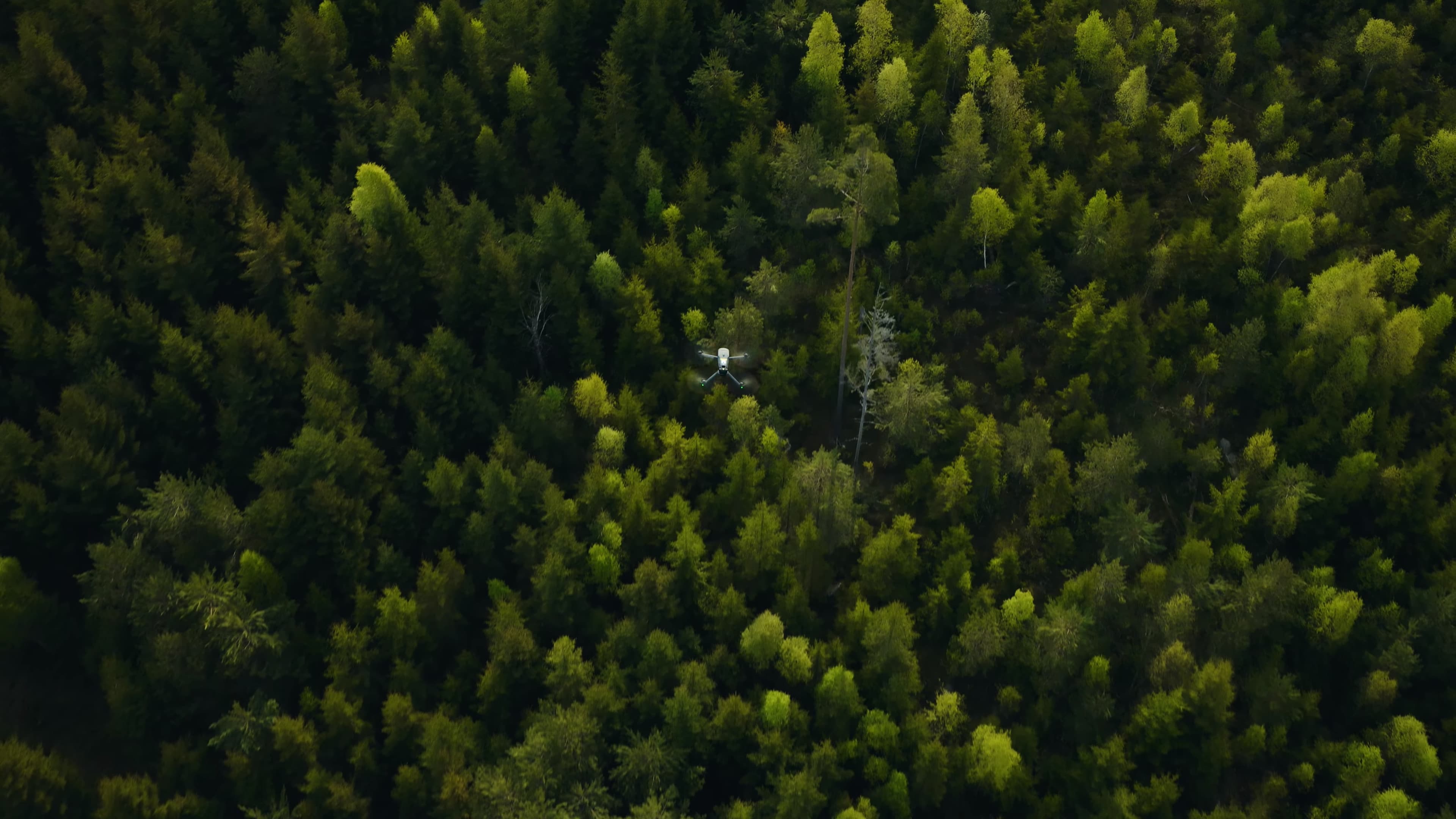 En drönare svävar över en tät skog, omgiven av frodiga gröna trädtoppar.